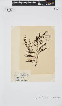Gongolaria barbata image