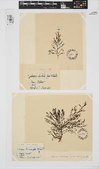 Gongolaria barbata image
