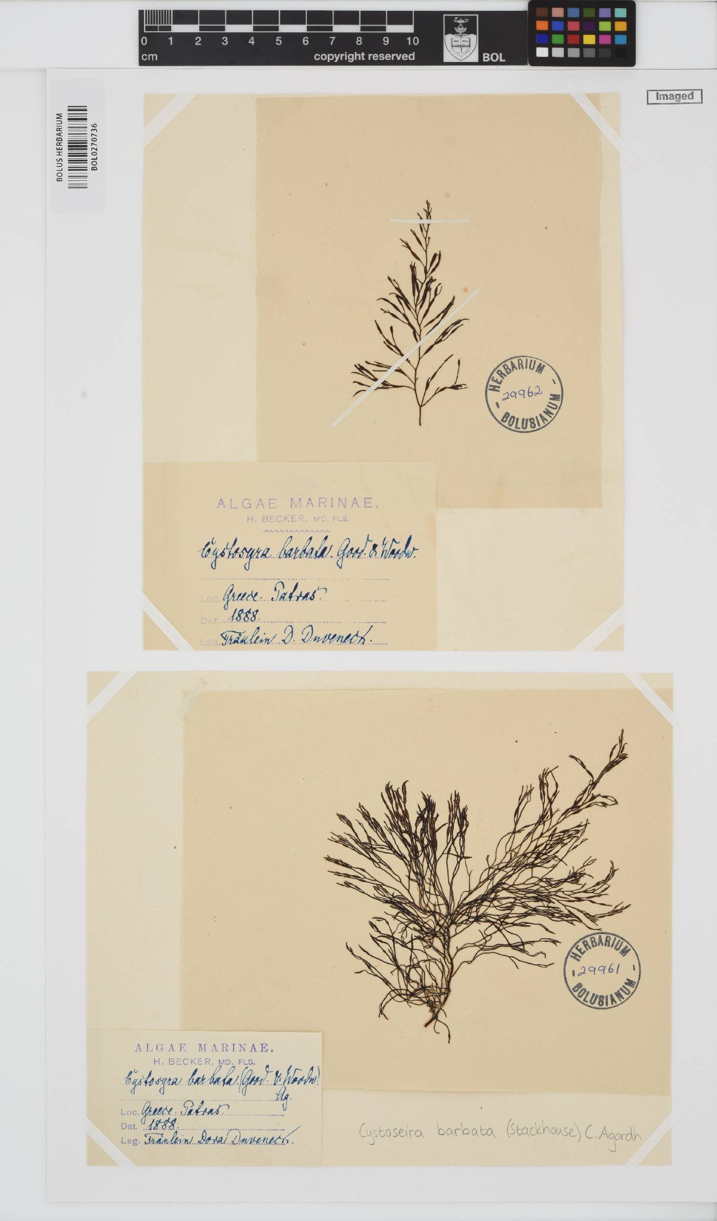 Gongolaria barbata image