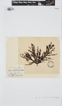Gongolaria barbata image