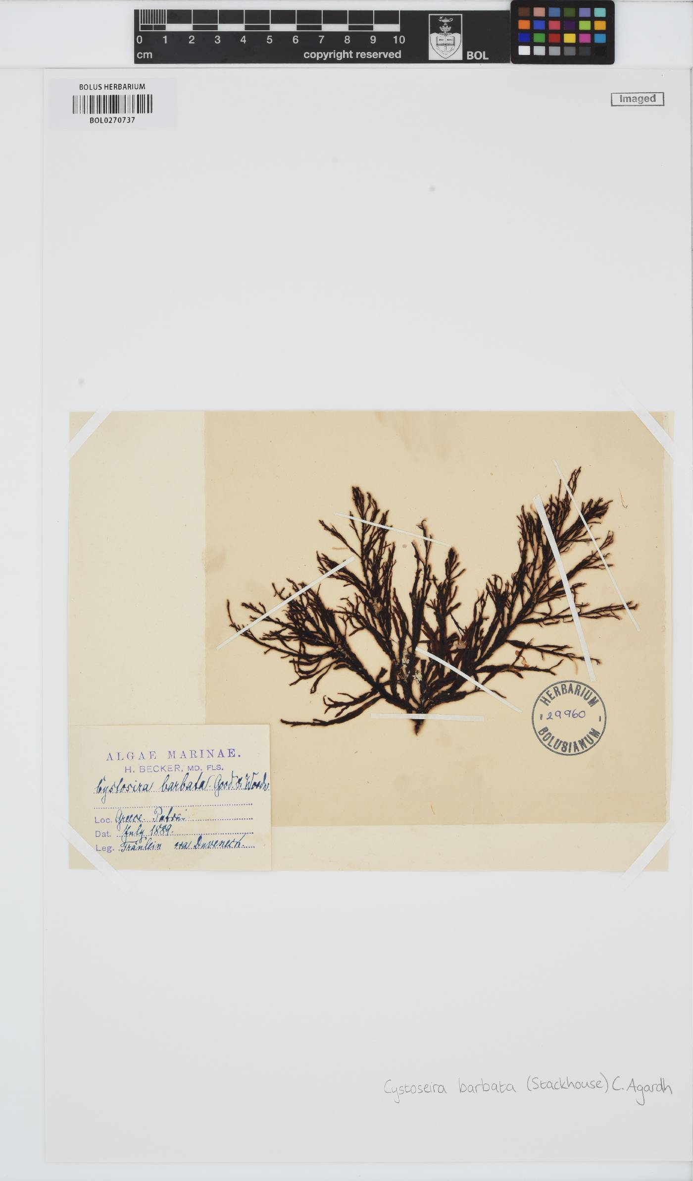 Gongolaria barbata image
