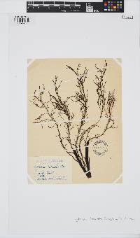 Gongolaria barbata image