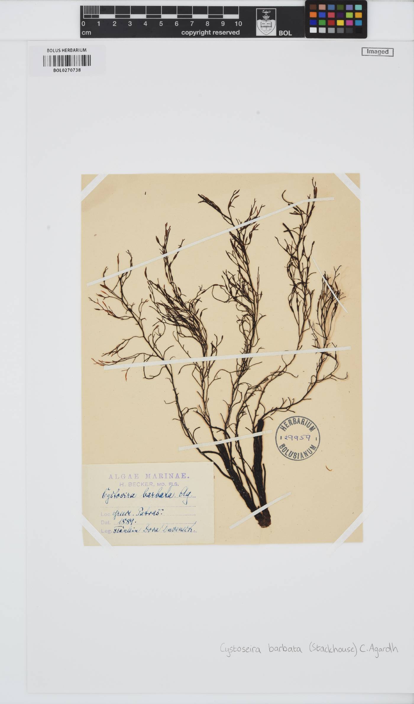 Gongolaria barbata image
