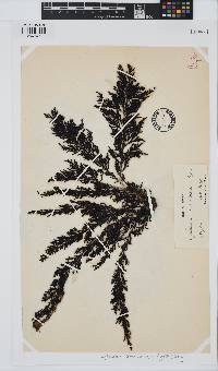 Ericaria amentacea image