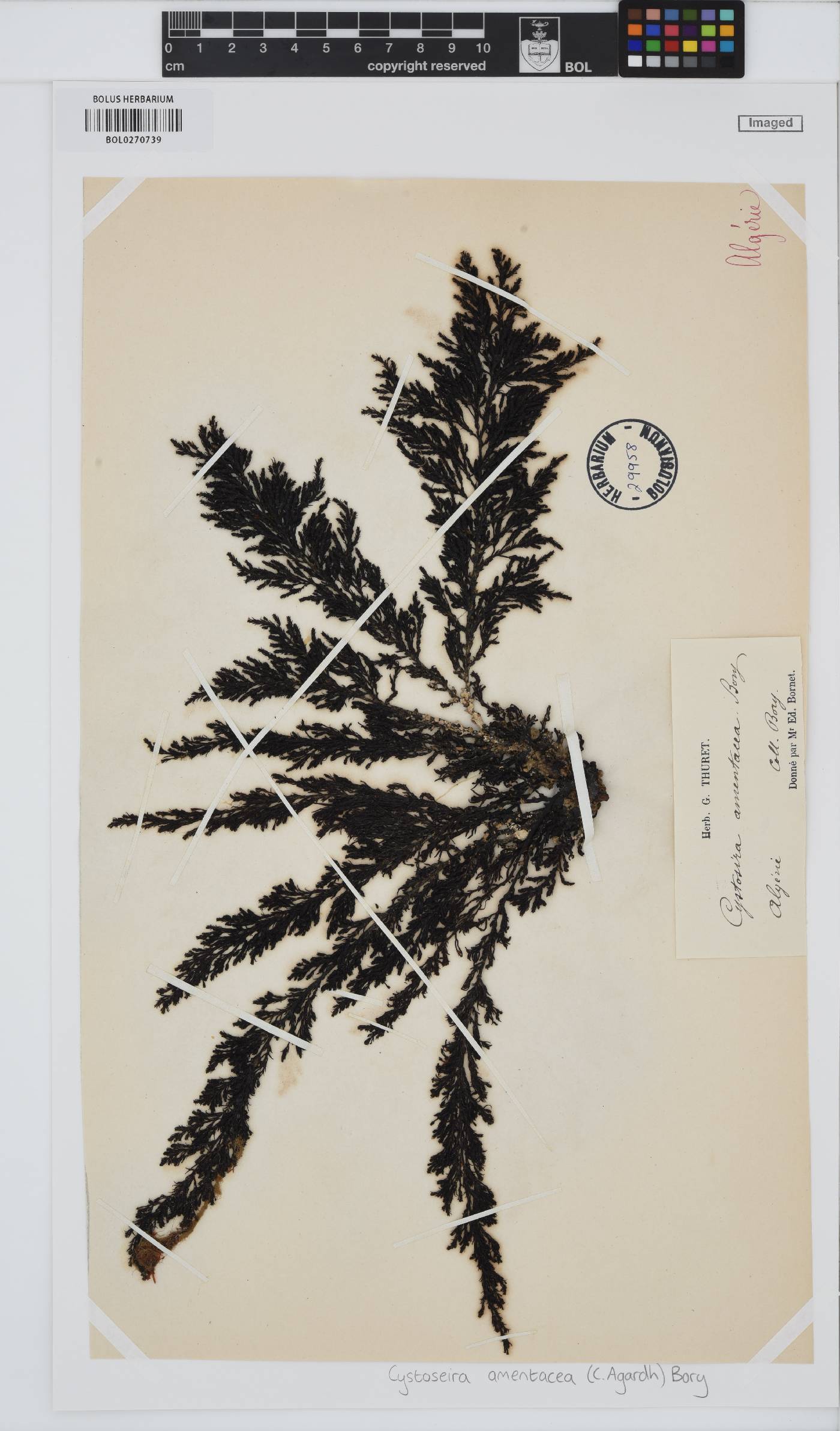 Ericaria amentacea image