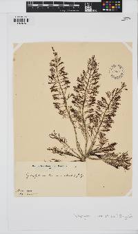 Sirophysalis trinodis image