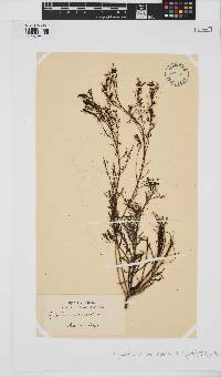 Sirophysalis trinodis image