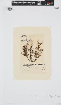 Sirophysalis trinodis image