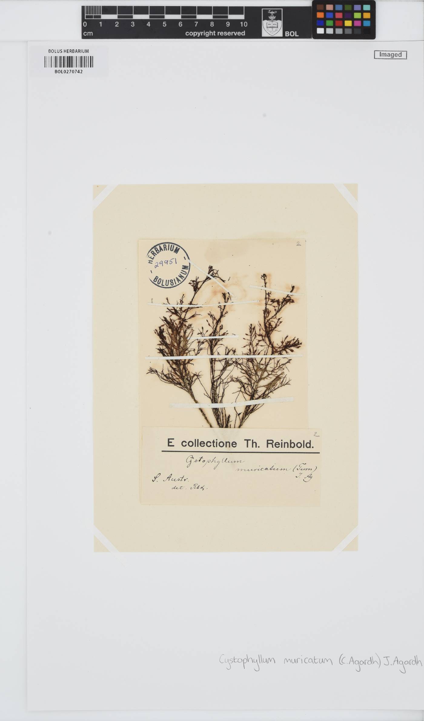 Sirophysalis trinodis image