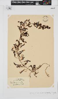 Sirophysalis trinodis image