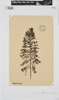 Image of Cystophora torulosa