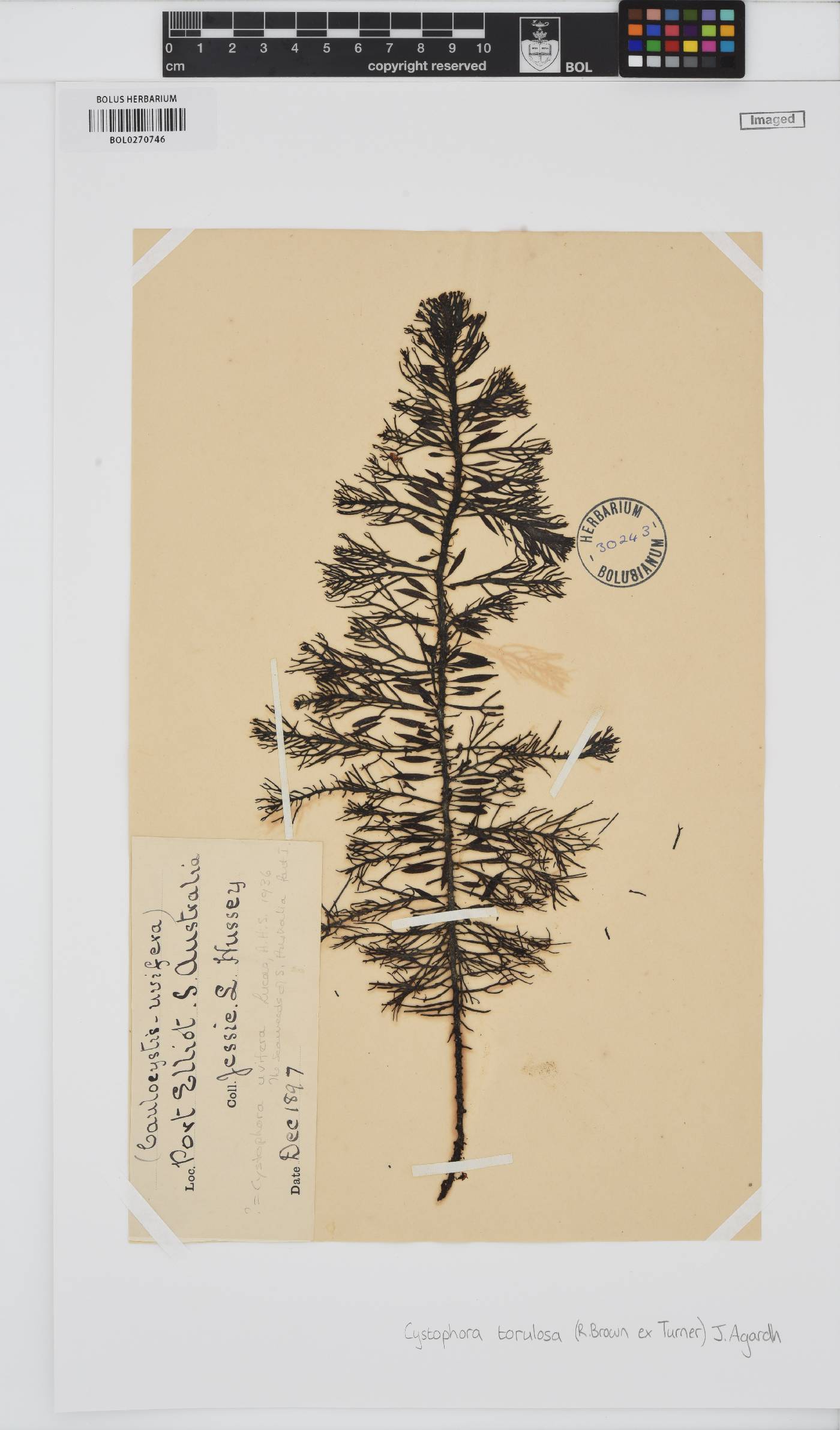 Cystophora torulosa image