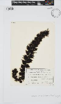 Cystophora torulosa image