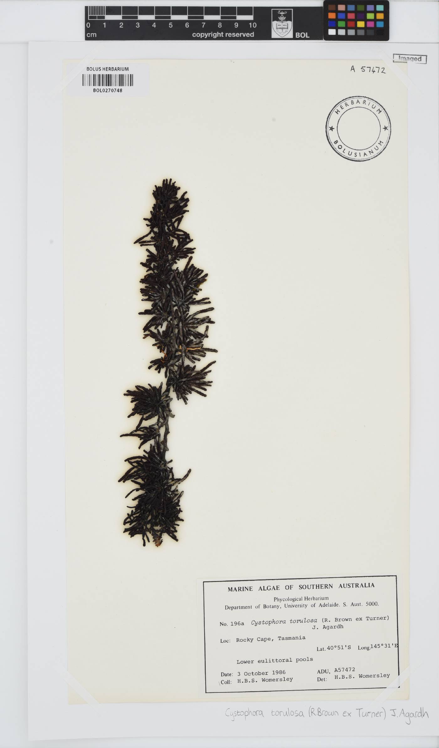 Cystophora torulosa image