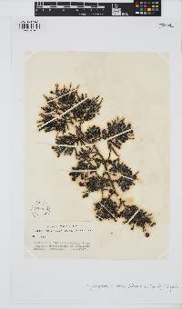 Cystophora torulosa image