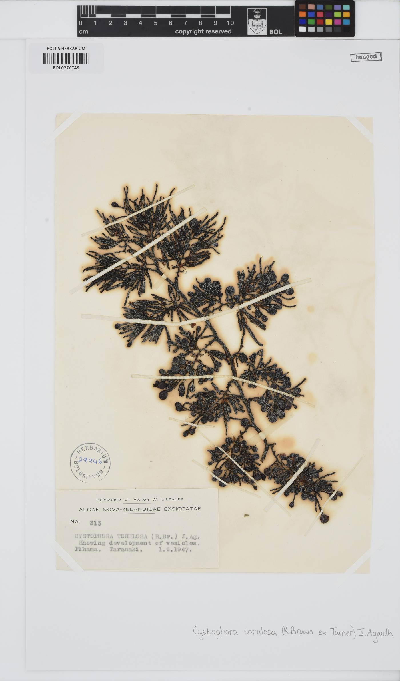 Cystophora torulosa image