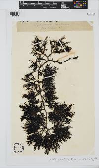 Cystophora torulosa image
