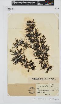 Cystophora torulosa image