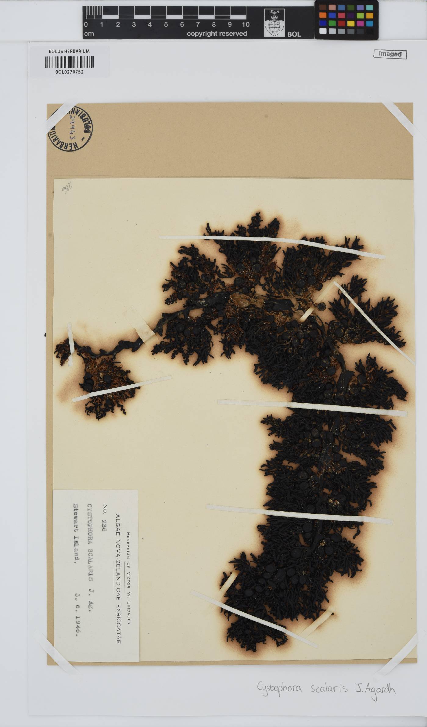 Cystophora scalaris image