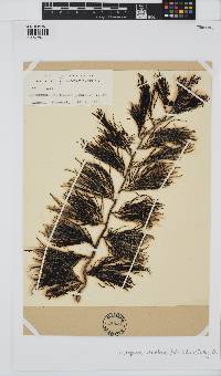 Cystophora retroflexa image