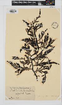Cystophora platylobium image