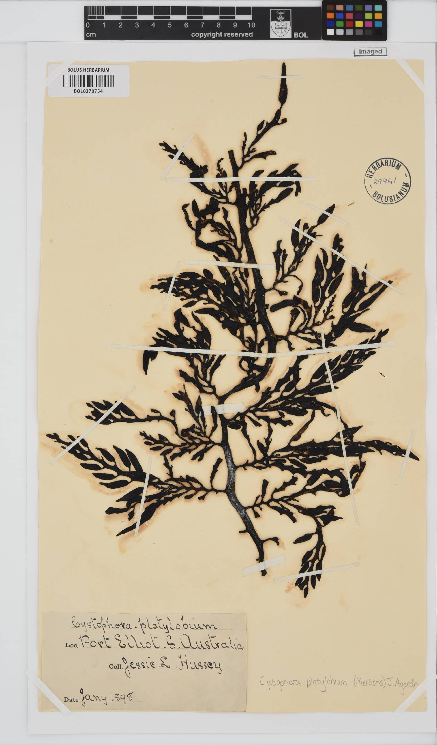 Cystophora platylobium image