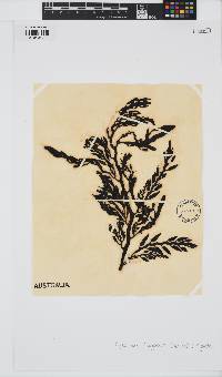 Cystophora platylobium image