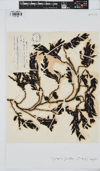 Cystophora platylobium image