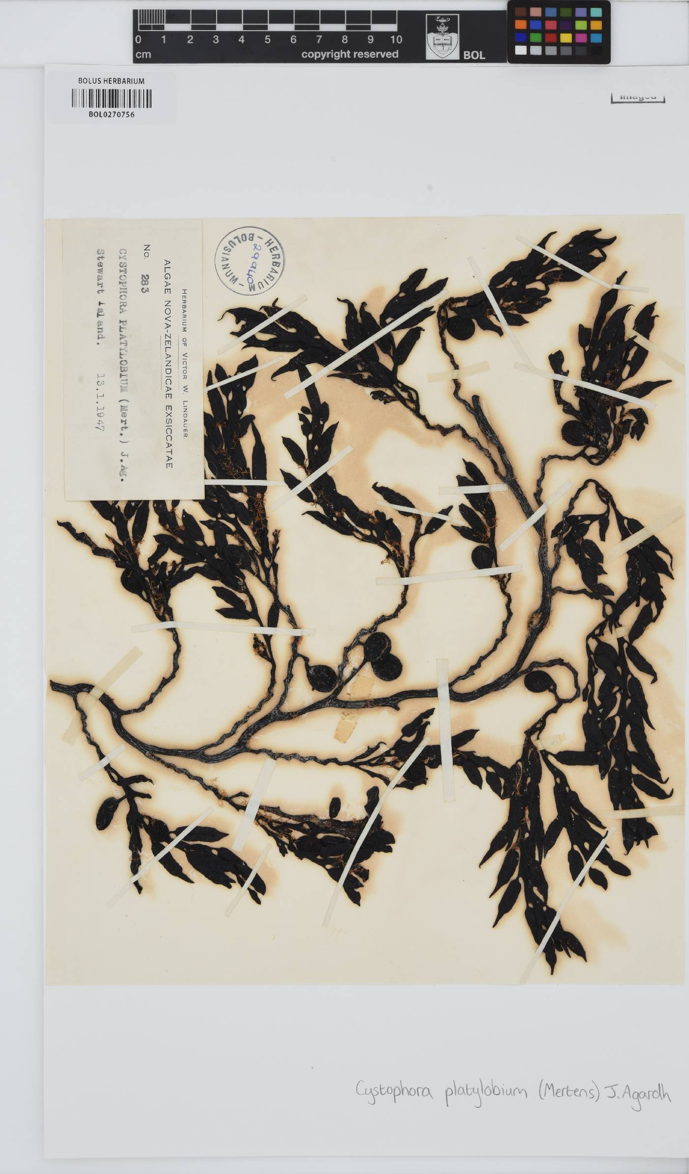 Cystophora platylobium image