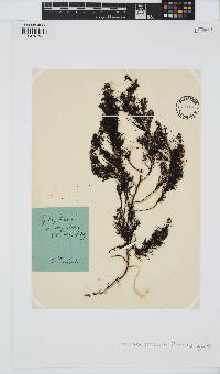 Acrocarpia paniculata image
