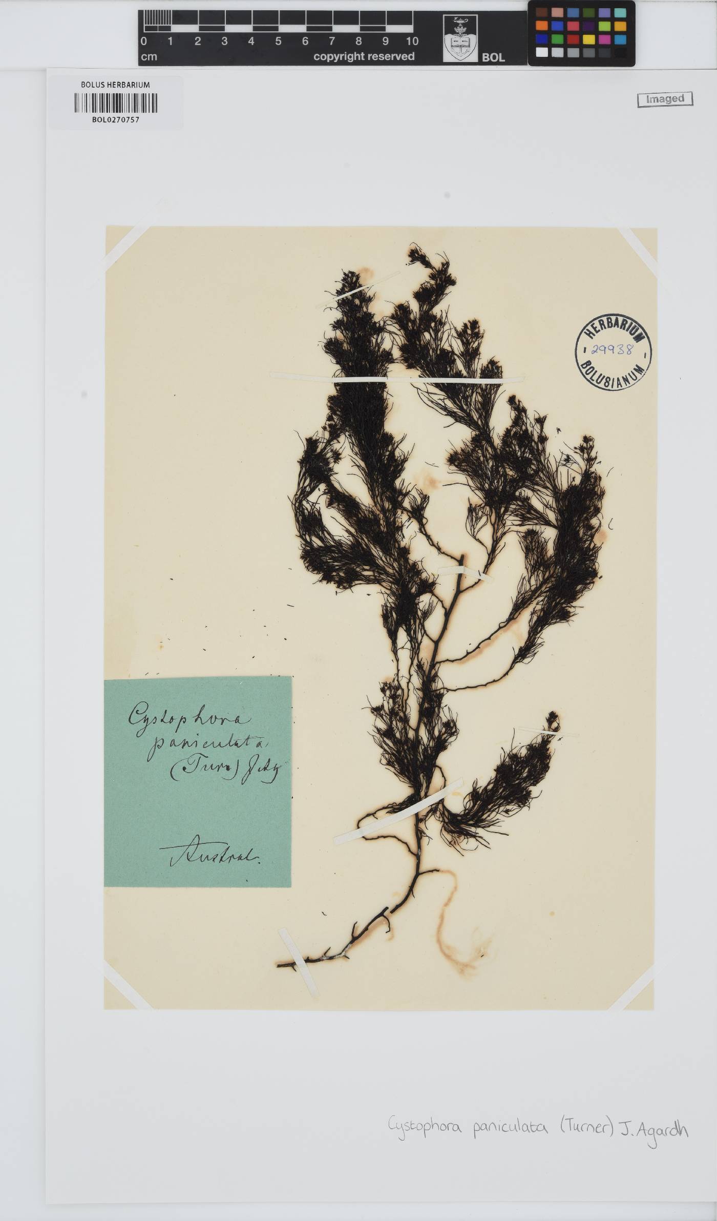 Acrocarpia paniculata image