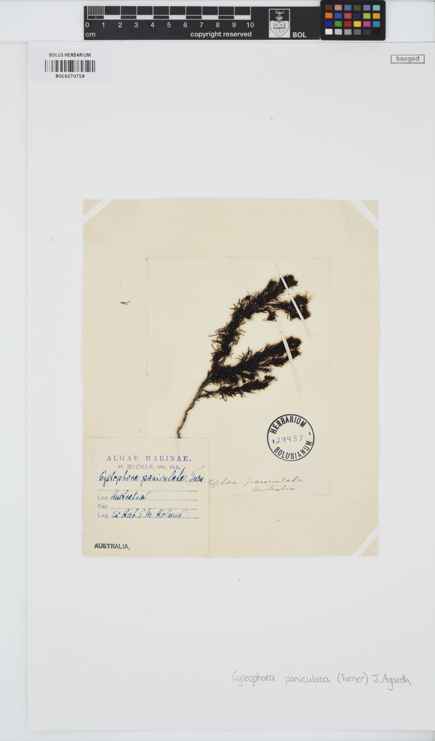 Acrocarpia paniculata image