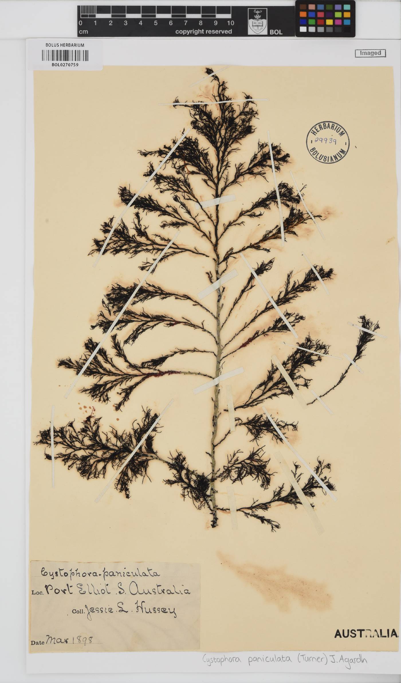 Acrocarpia paniculata image