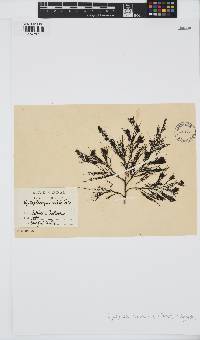Acrocarpia paniculata image