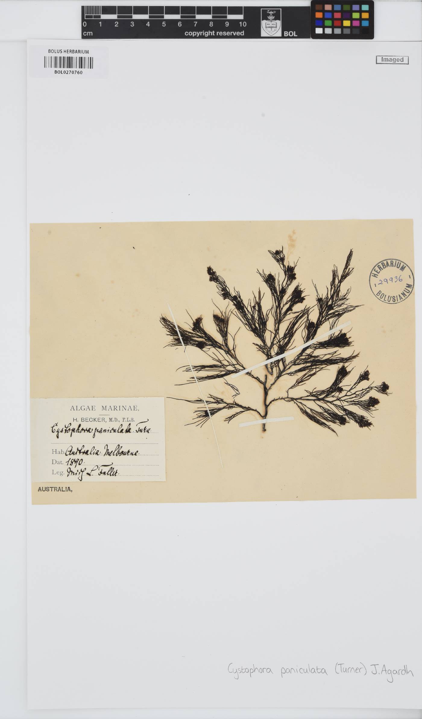 Acrocarpia paniculata image