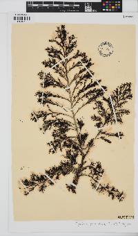Acrocarpia paniculata image