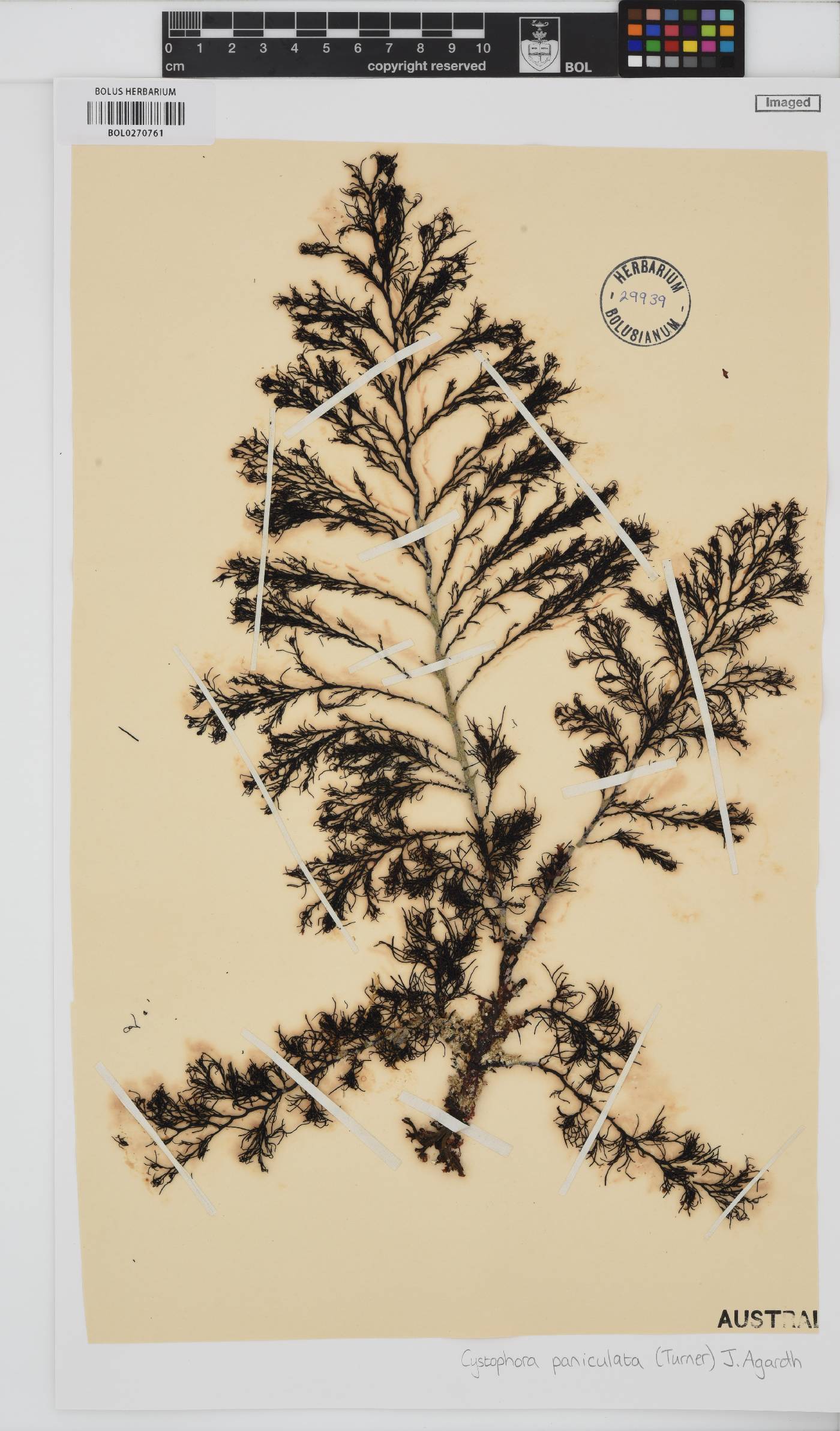 Acrocarpia paniculata image