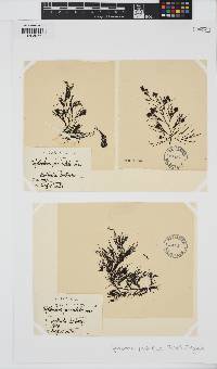 Acrocarpia paniculata image