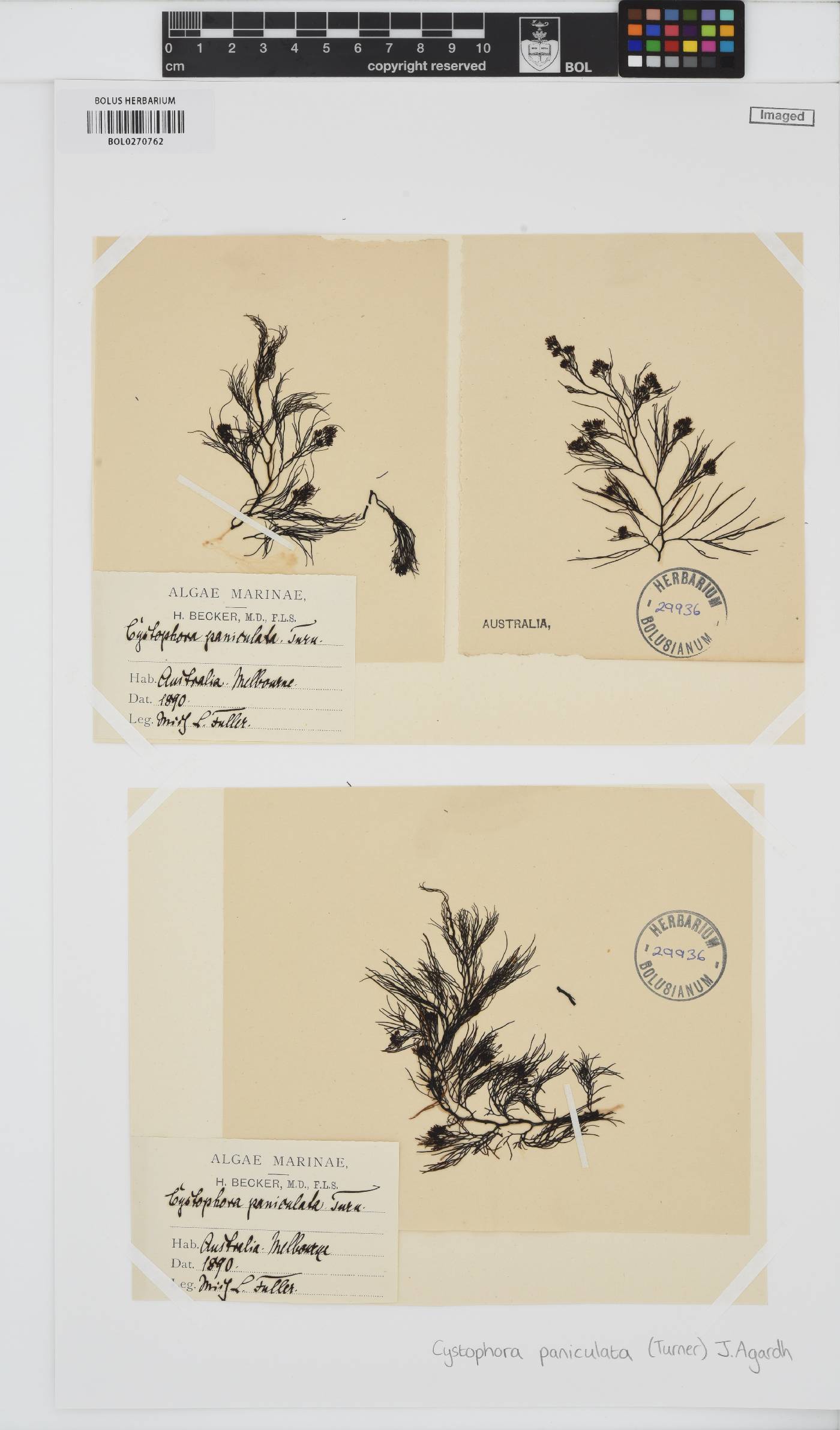 Acrocarpia paniculata image
