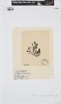 Acrocarpia paniculata image