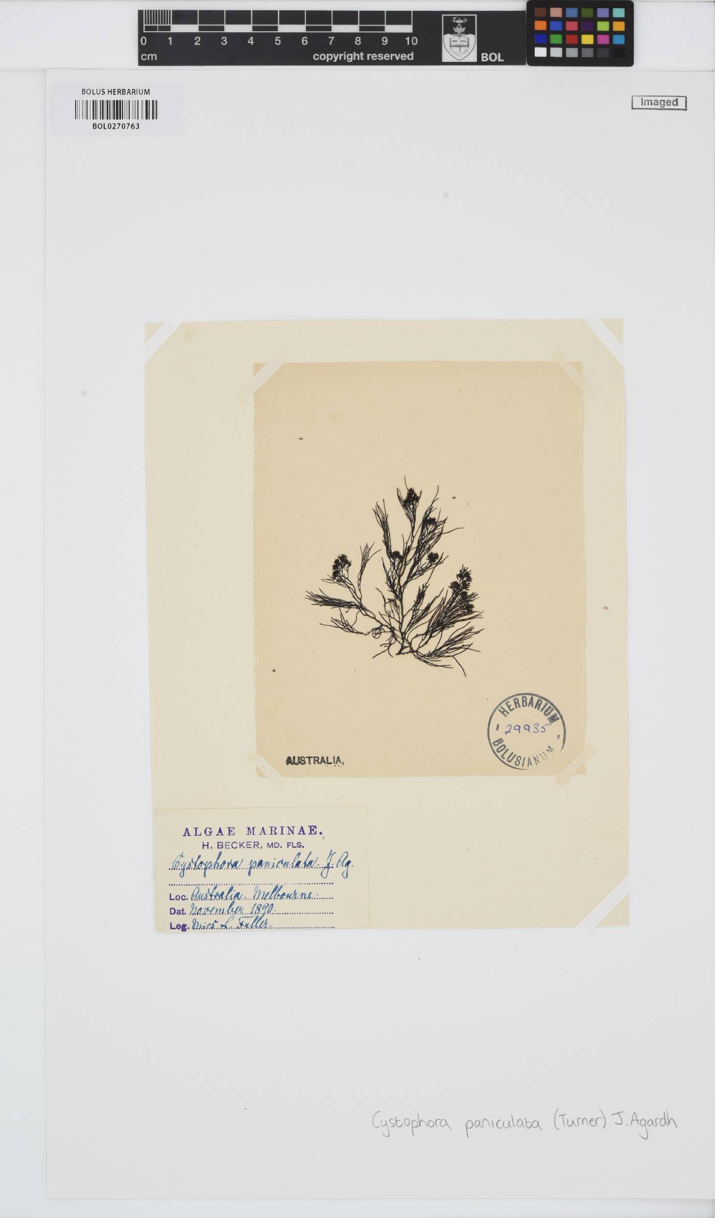 Acrocarpia paniculata image
