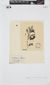 Acrocarpia paniculata image