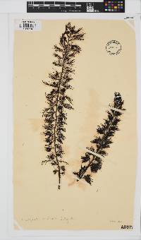 Cystophora monilifera image