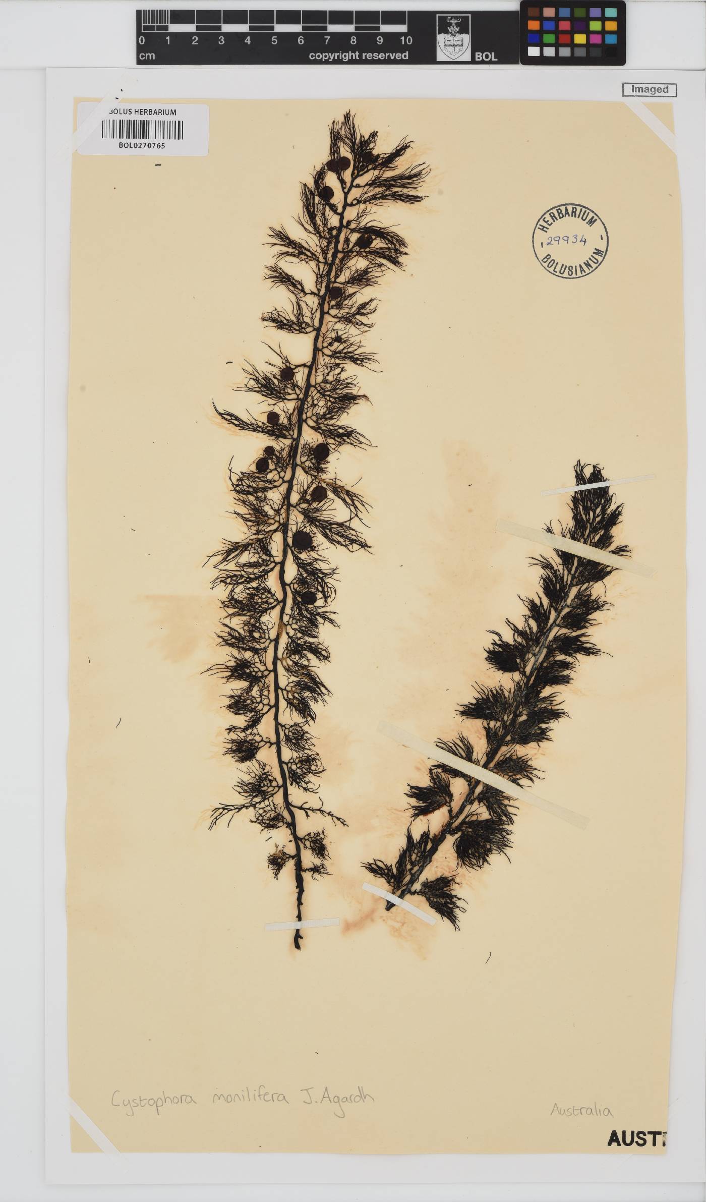 Cystophora monilifera image