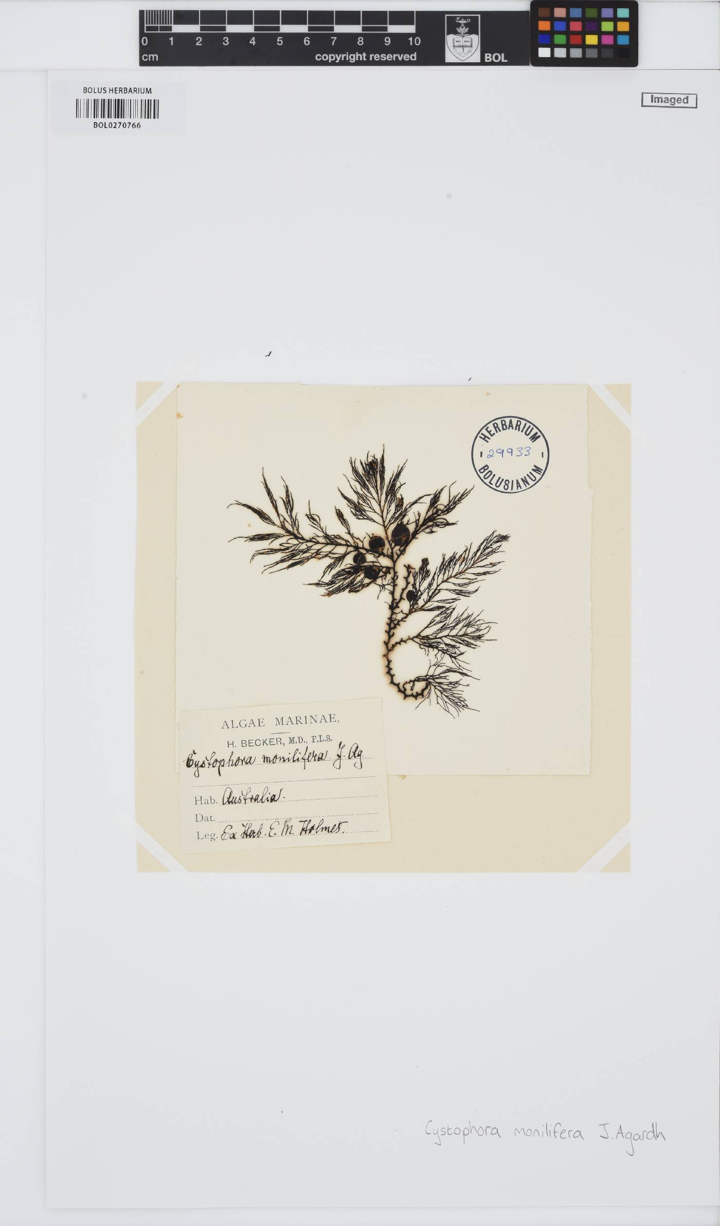 Cystophora monilifera image