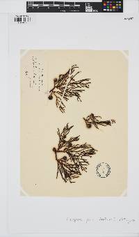 Image of Cystophora grevillei