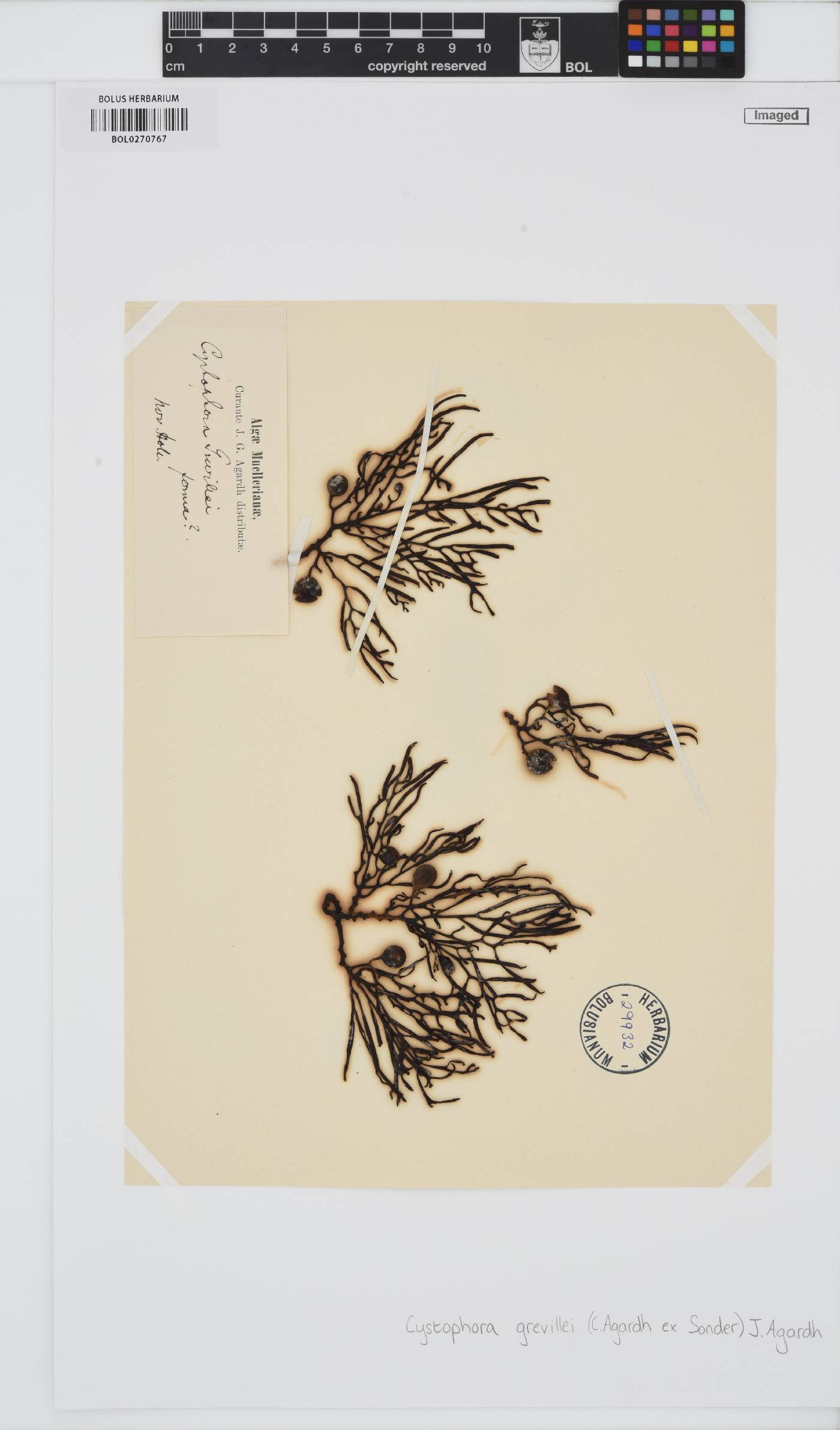 Cystophora grevillei image
