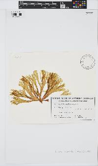 Cutleria multifida image