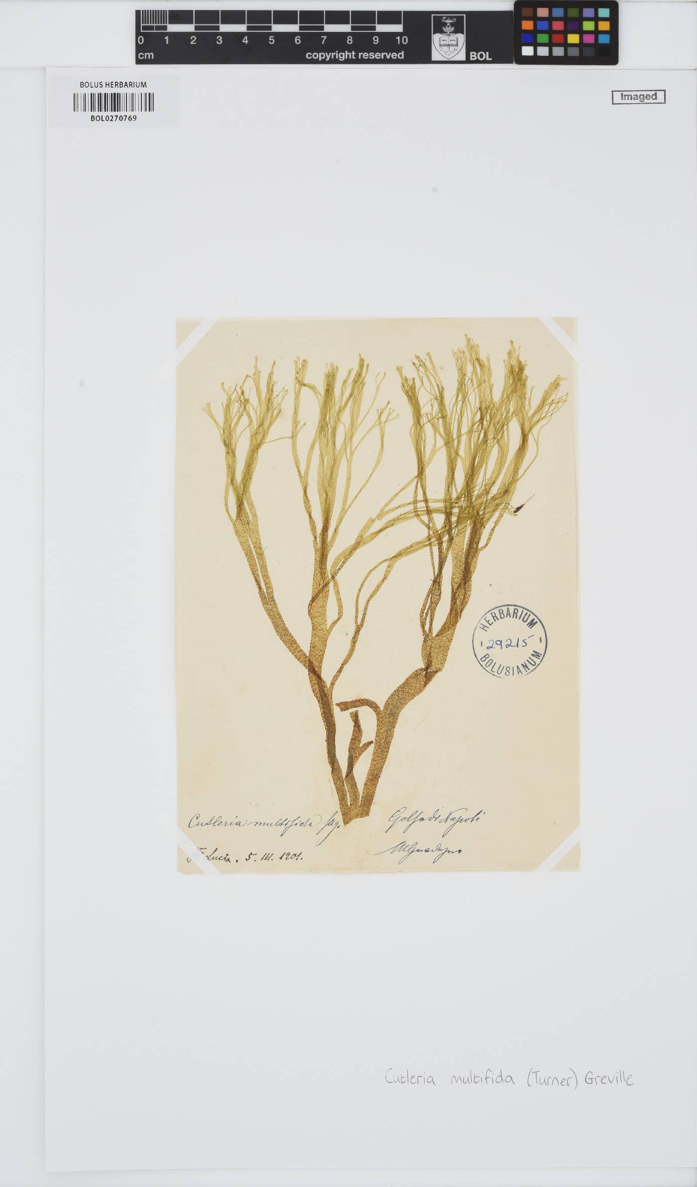 Cutleria image
