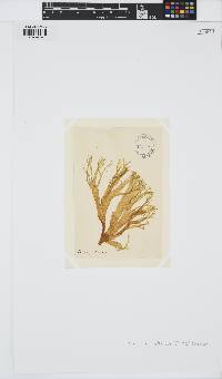 Cutleria multifida image